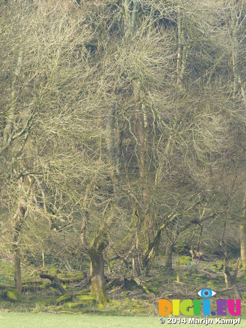 FZ003577 Trees in the sun